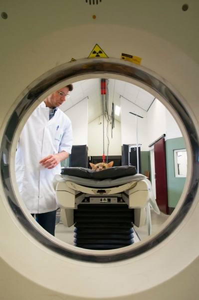 Photograph Gert Van Den Bosch The Cat Needs A Ct on One Eyeland